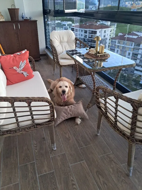 Ayşe Altuner — Kartepe 2 1 1 Rattan Bahçe Balkon Takımı,kahve Örgü/krem Kumaş
